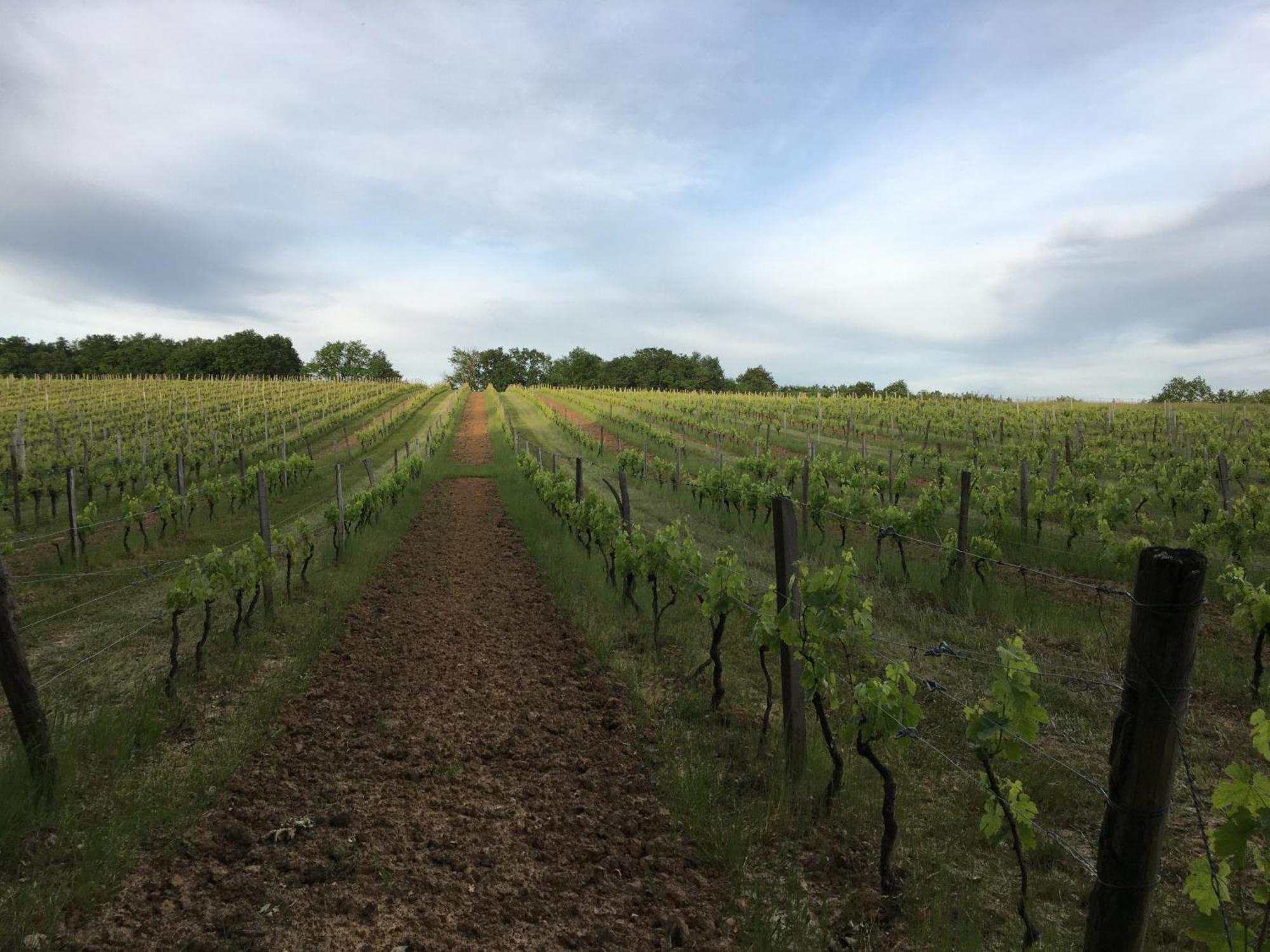 Chateau Masburel Fougueyrolles Luaran gambar