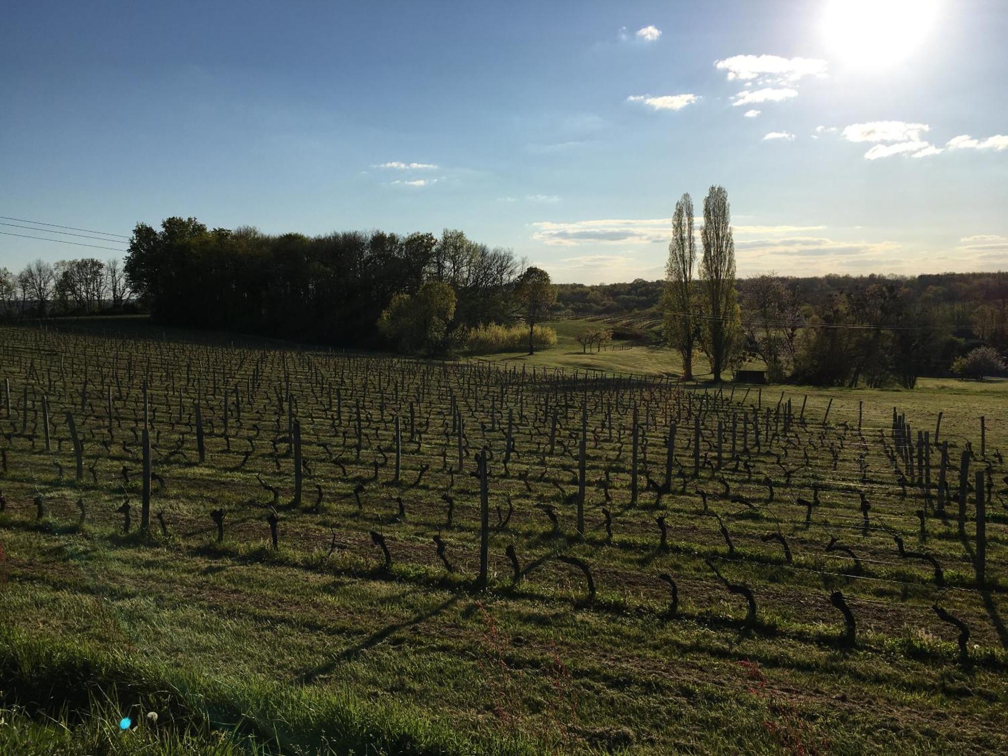 Chateau Masburel Fougueyrolles Luaran gambar